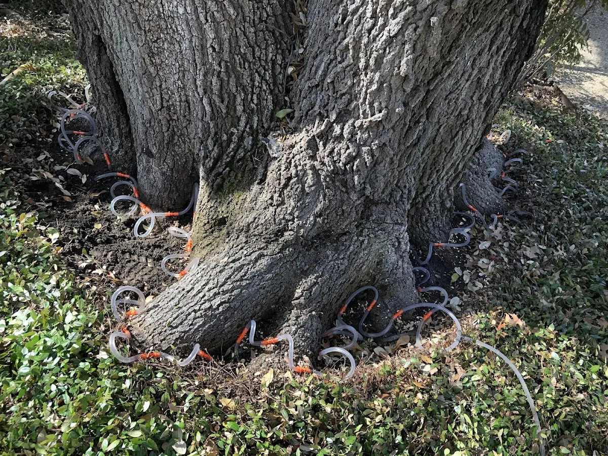 Detailed Tree Cabling and Bracing job site in Latimer