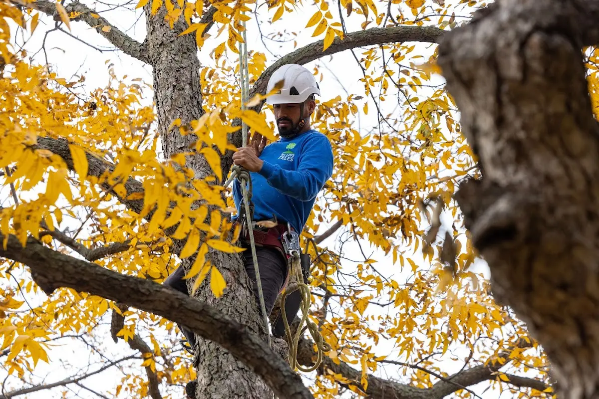 Skilled Emergency Tree Service crew working in Latimer
